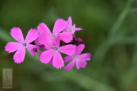 Dianthus carthusianorum