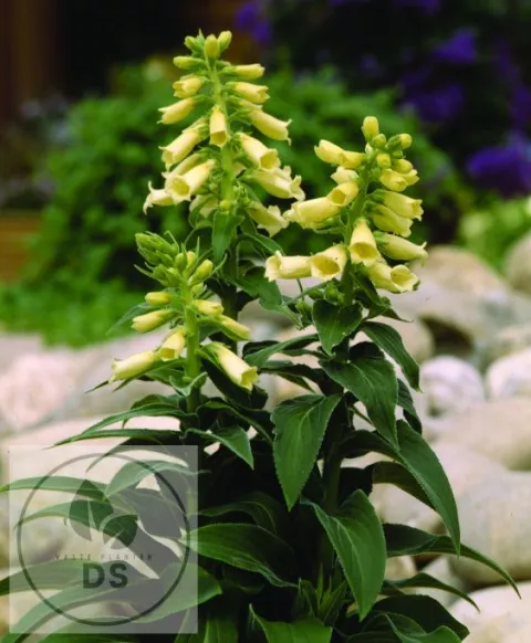 Digitalis grand. 'Dwarf Carillon'