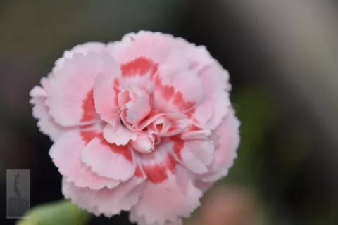 Dianthus (P) 'Doris'