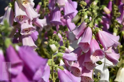 Digitalis purpurea 'Excelsior Hybrids'