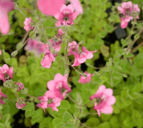 Diascia fetcaniensis (elegans)