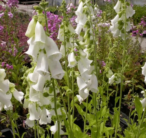 Digitalis purpurea 'Gloxiniaeflora'