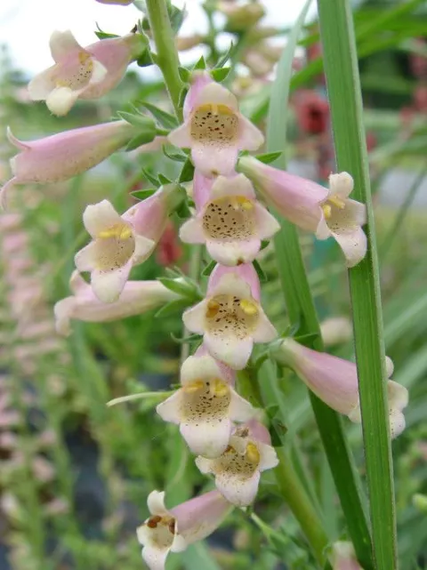 Digitalis hybr. 'Glory Of Roundway'