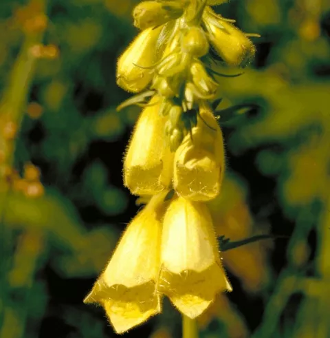 Digitalis grandiflora (ambigua)