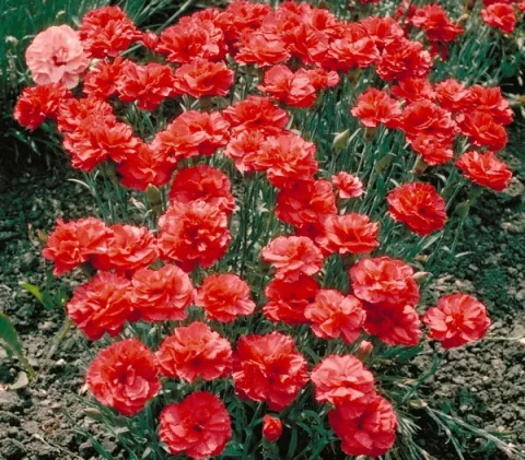 Dianthus (P) 'Heidi'