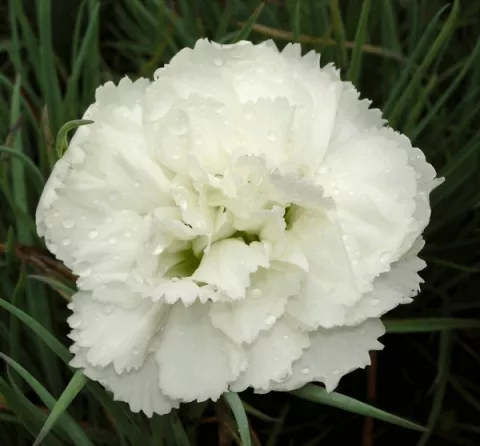 Dianthus (P) 'Haytor White'