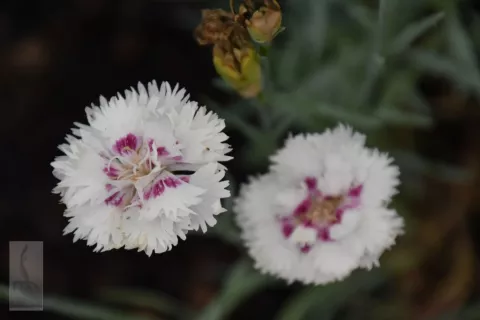 Dianthus (P) 'Ine'