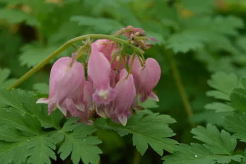Dicentra form. 'Luxuriant'