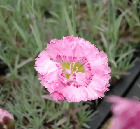Dianthus (P) 'Maggie'