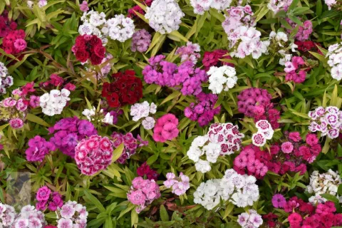 Dianthus barbatus 'Nanus Compactus'