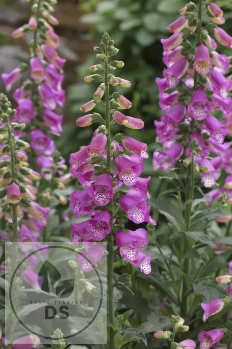 Digitalis purpurea 'Panther'