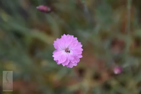 Dianthus grat. 'Pink Jewel'