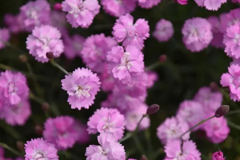 Dianthus grat. 'Pink Jewel'