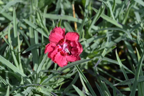Dianthus grat. 'Rotkäpchen'