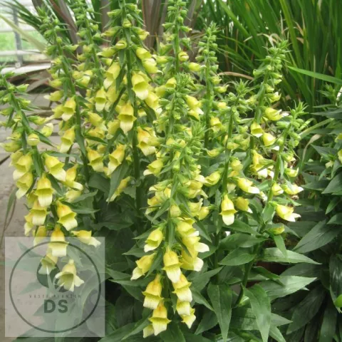 Digitalis hybr. 'Spice Island'