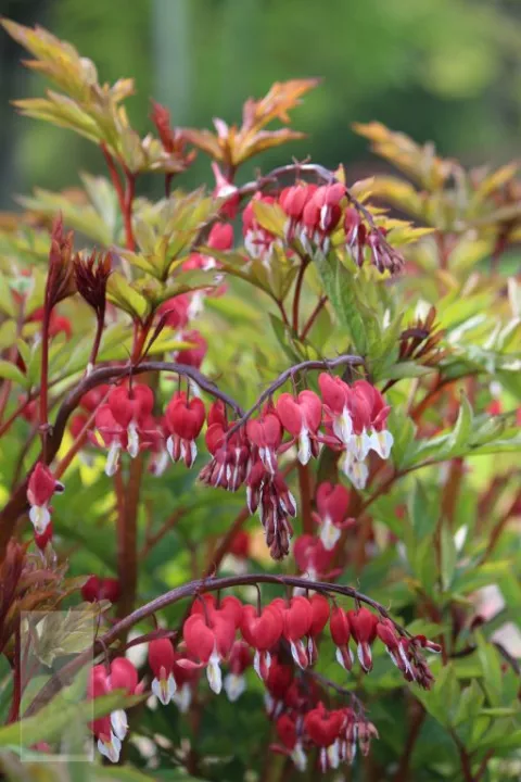 Dicentra spectabilis 'Valentine'