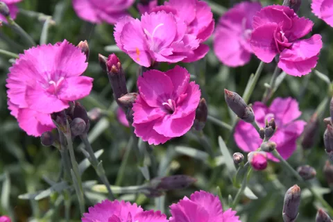 Dianthus (P) 'Warden Hybrid'