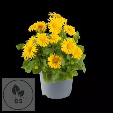 Doronicum or. 'Leonardo'
