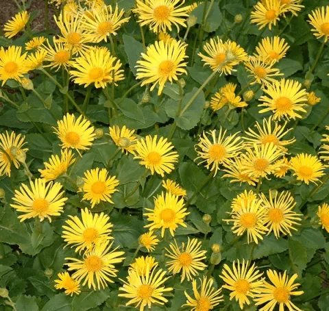 Doronicum or. 'Magnificum'