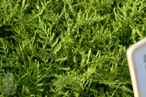 Dryopteris f.-m. 'Linearis Polydactyla'