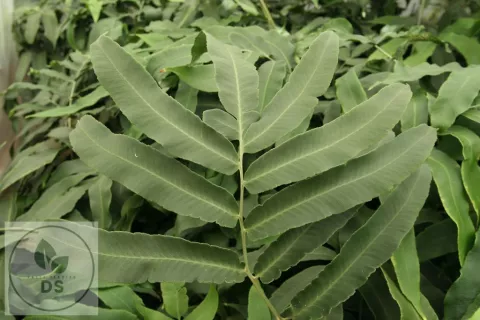 Dryopteris sieboldii