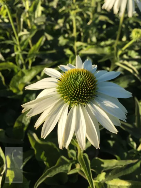 Echinacea purp. 'Alba'