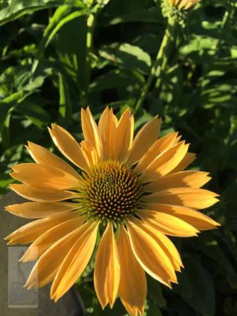 Echinacea purp. 'Aloha' PBR