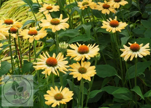 Echinacea purp. 'Aloha' PBR