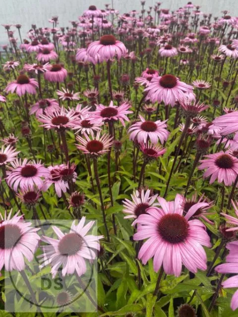Echinacea purp. 'Augustkonigin'