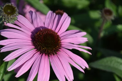 Echinacea purp. 'Augustkonigin'