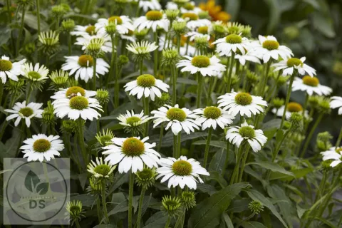 Echinacea purp. 'Avalanche'