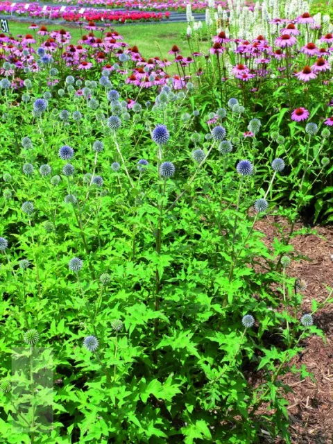 Echinops bannaticus 'Blue Globe'