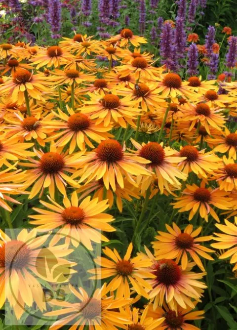 Echinacea purp. 'Big Kahuna' PBR