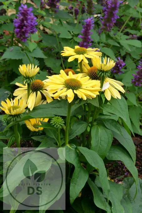 Echinacea purp. 'Chiquita' PBR