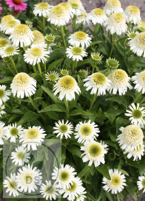 Echinacea purp. 'Deelicious Nougat'