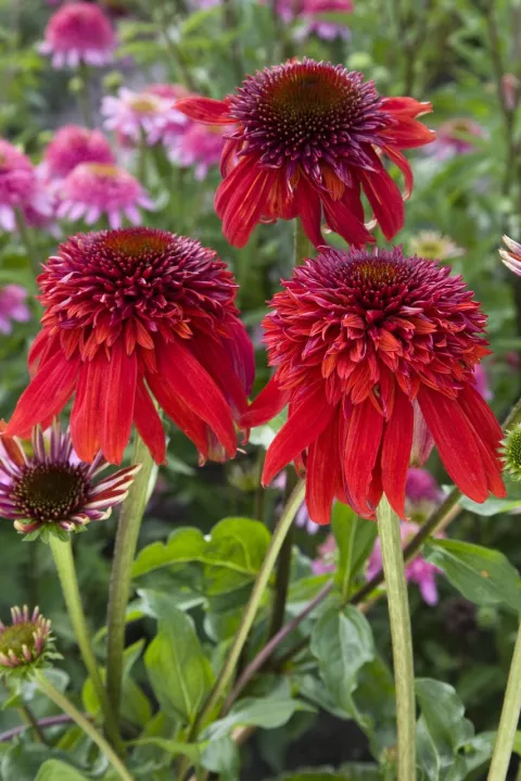 Echinacea purp. 'Eccentric'
