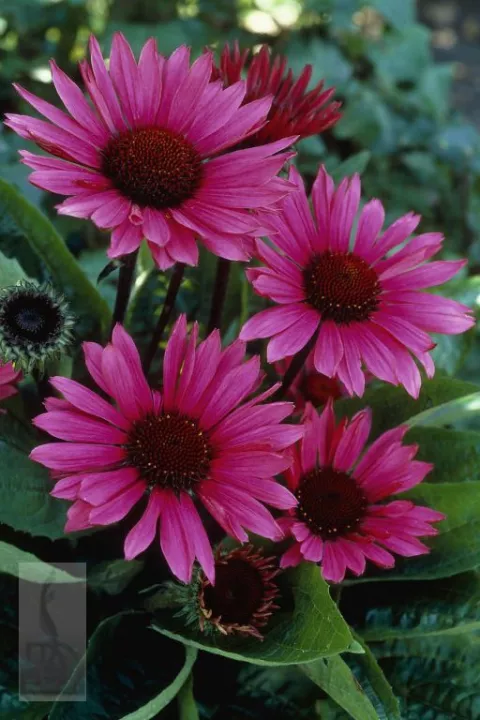 Echinacea purp. 'Fatal Attraction'