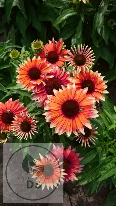 Echinacea purp. 'Flamingo'