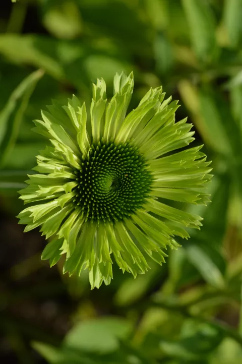 Echinacea purp. 'Green Jewel'