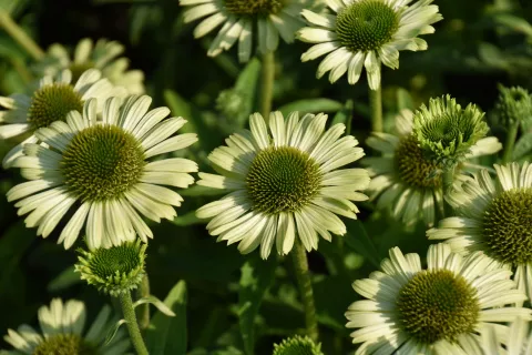 Echinacea purp. 'Green Jewel'
