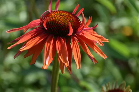 Echinacea purp. 'Hot Lava'