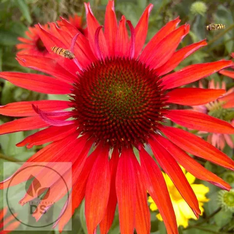 Echinacea purp. 'Hot Lava'