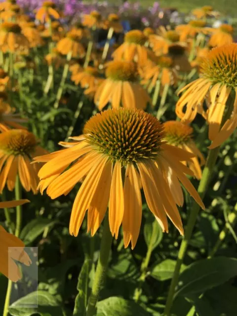 Echinacea purp. 'Harvest Moon'