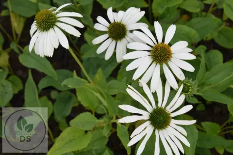 Echinacea purp. 'Happy Star'