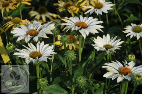 Echinacea purp. 'JS Ivo's Poem' PBR