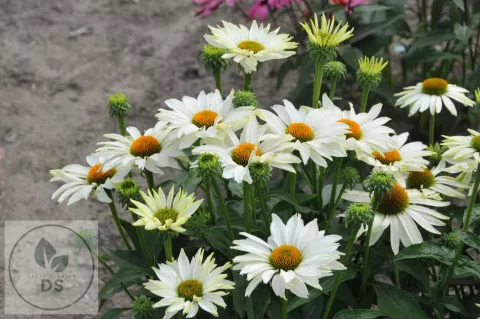 Echinacea purp. 'JS Ivo's Poem' PBR