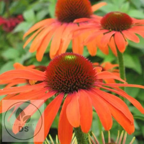 Echinacea purp. 'Julia'