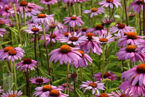 Echinacea purpurea (Rudbeckia)