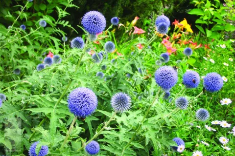 Echinops ritro