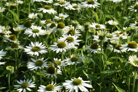 Echinacea purp. 'Virgin'